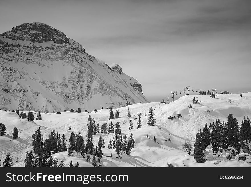 Field Filled With Snow With Pine Tress Near Alp Mountain