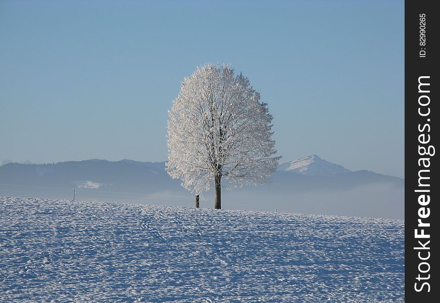 Lone Tree Surrounded by Snowcap Mountain Under Blue Sky