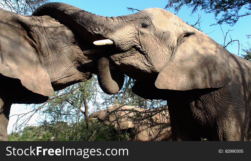 2 Elephant Animal