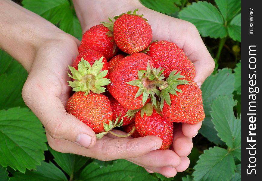 Strawberries Fruit