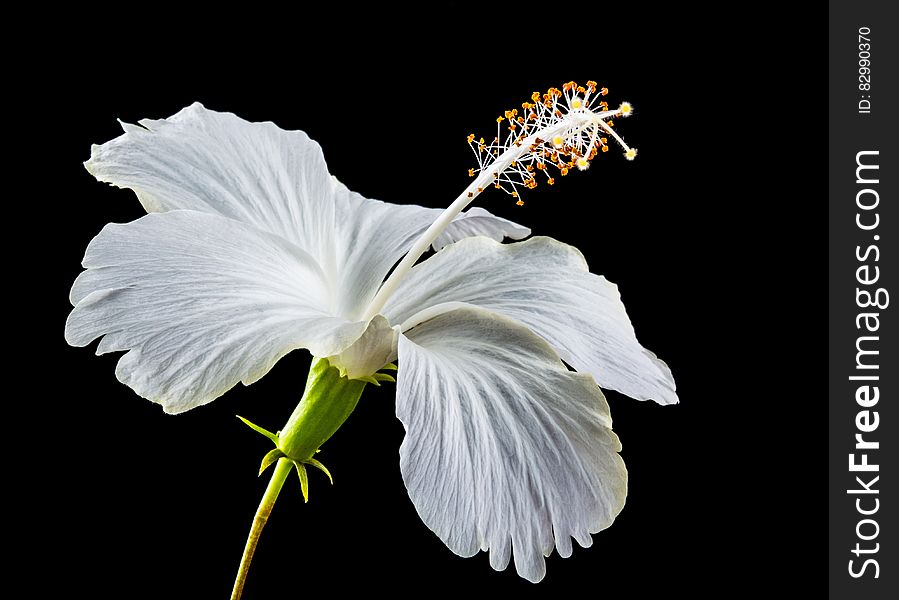 White Hibiscus Flower