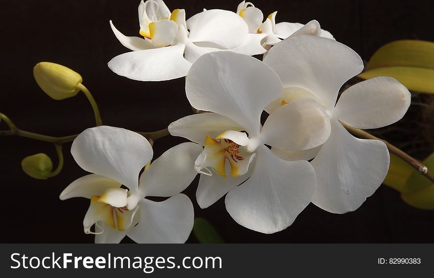 White and Yellow Orchid Flowers