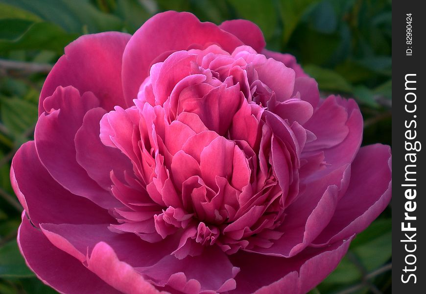 Pink Rose Flower Blooming during Daytime
