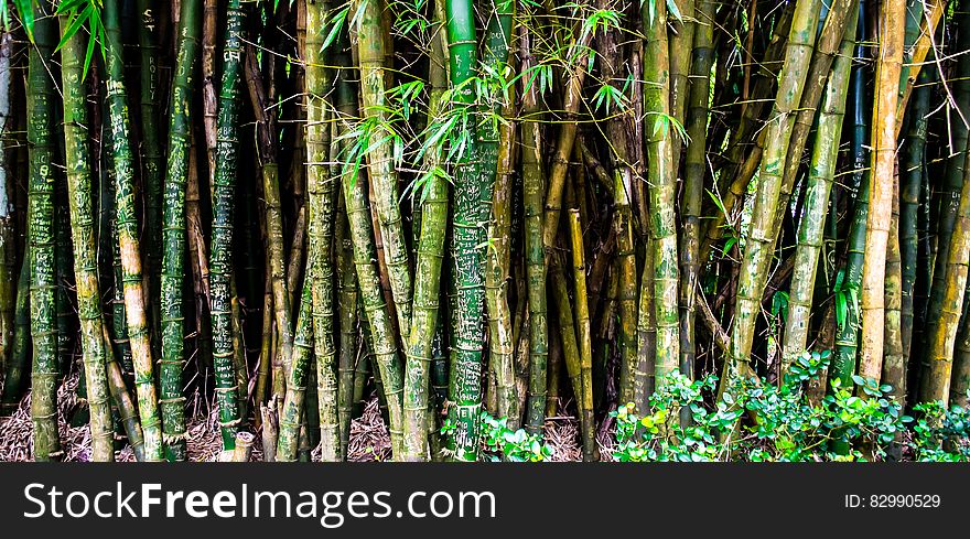 Bunch of Green and Brown Bamboos