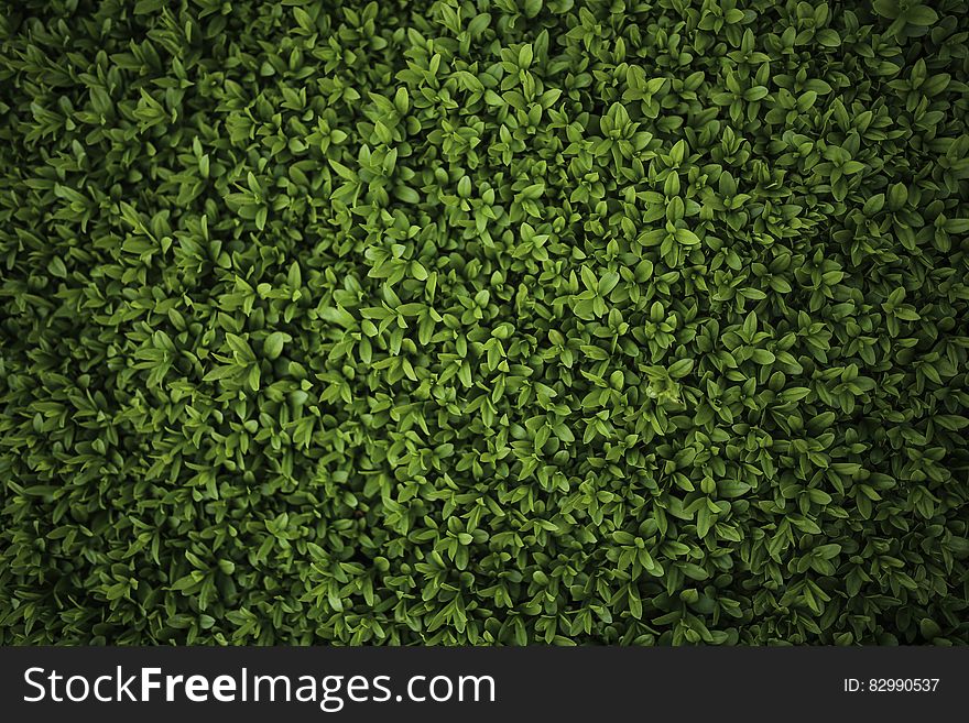 Green Leaves - Privet / Ligustrum