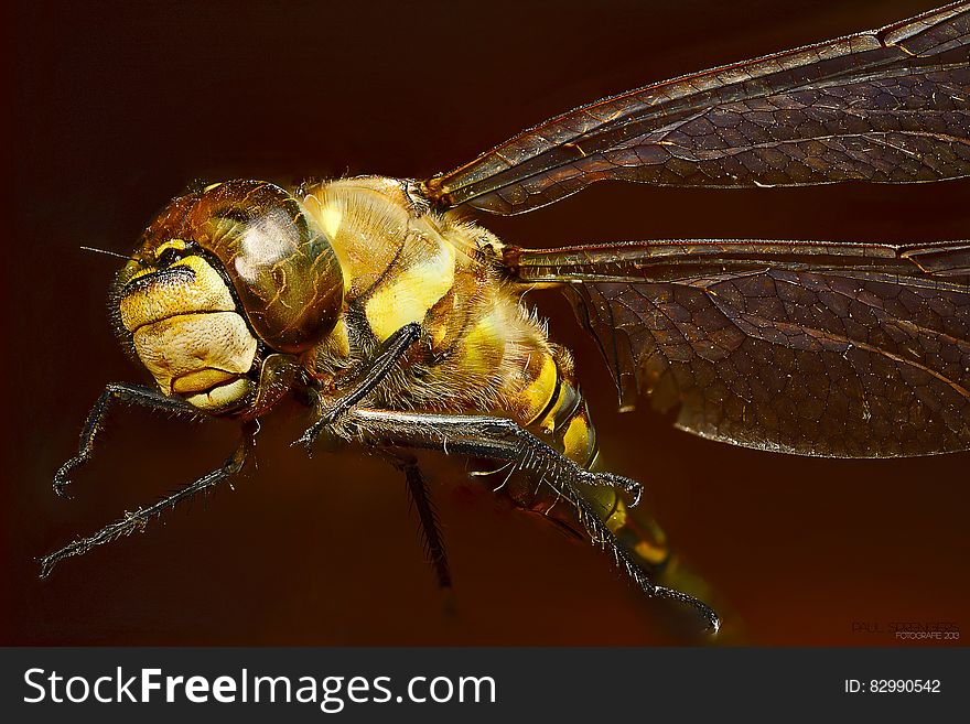 Close Up Photo of Yellow Dragonfly