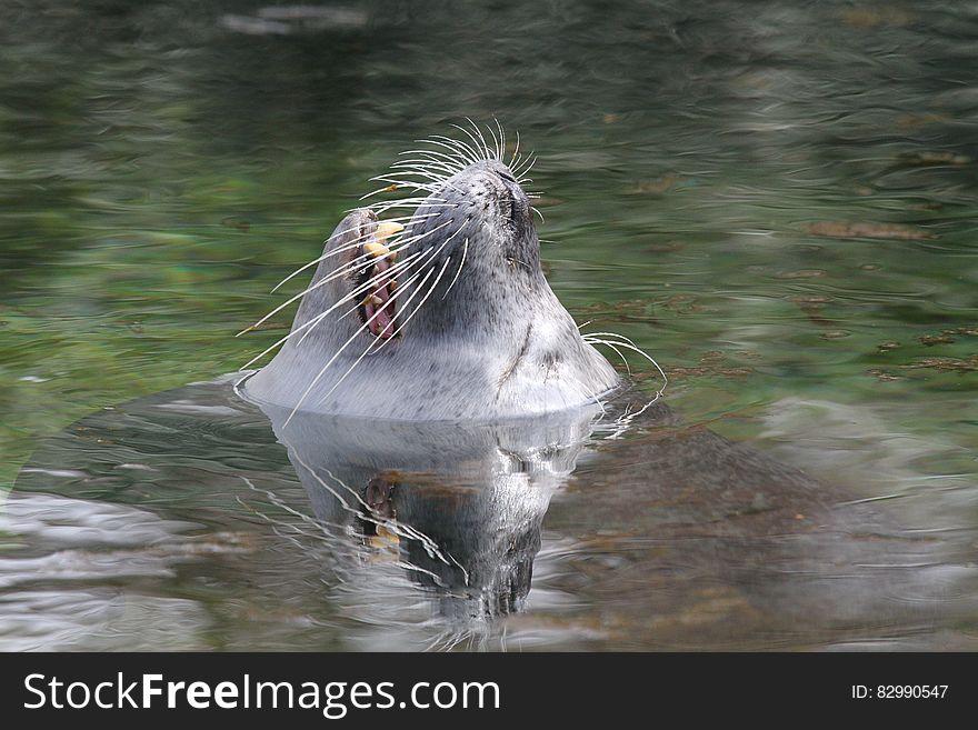 Sea Lion on Water