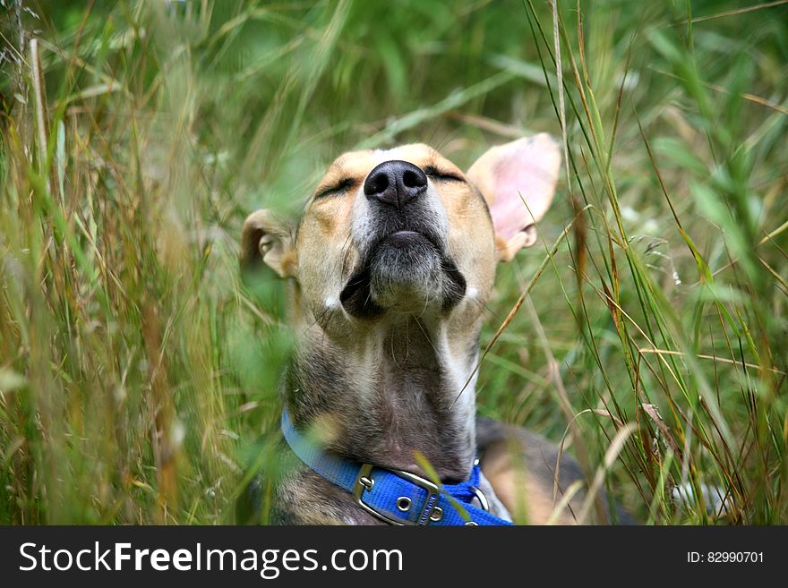 Portrait of dog in grasses