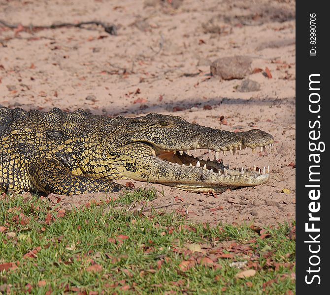 Grey and Yellow Crocodile Crawling With Open Mouth during Daytime