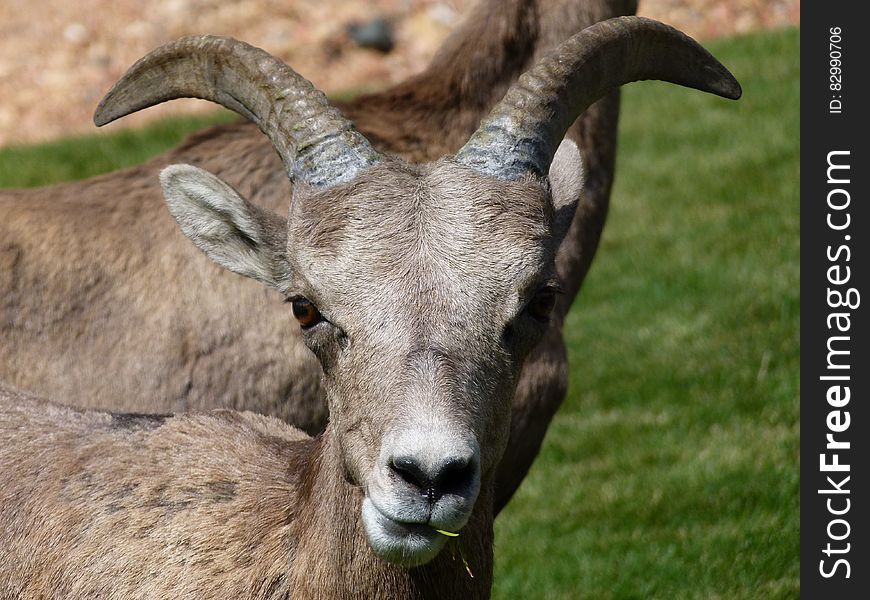 Gray Mountain Goats