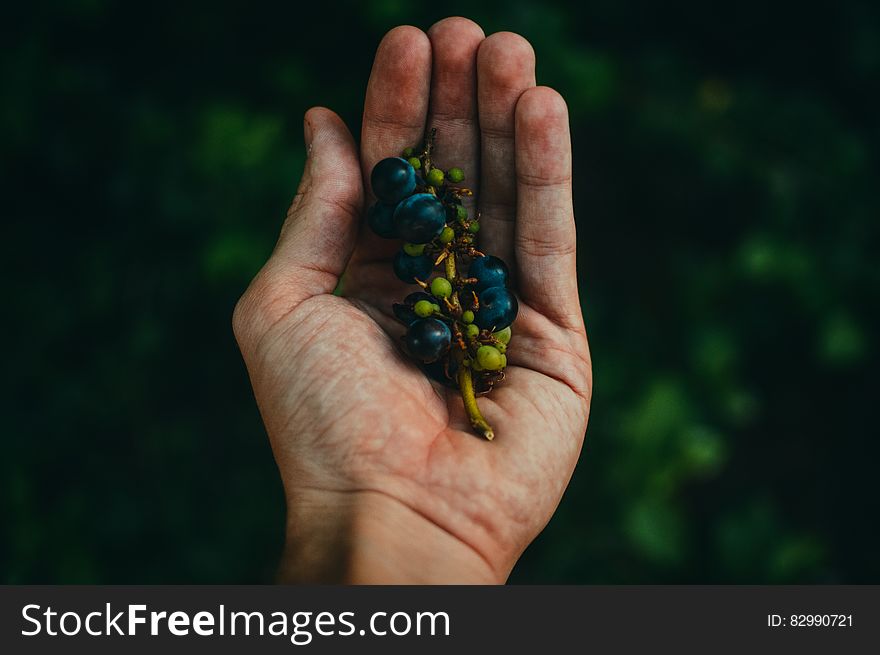 Blue Berries on Sprig Cupped in Human Hand
