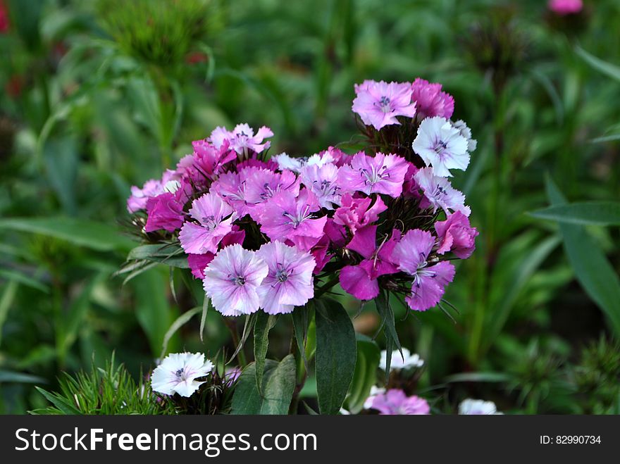 Purple wildflowers in green grass of sunny garden.