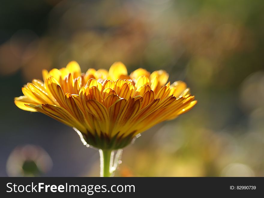 Macro Photography Of Yellow Flower