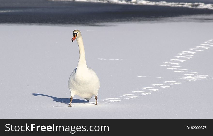 White Duck on White Sand