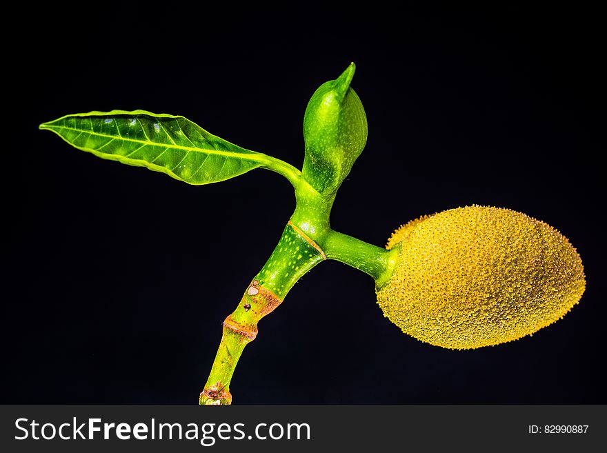 Single Leaf on Plant and Yellow Fruit