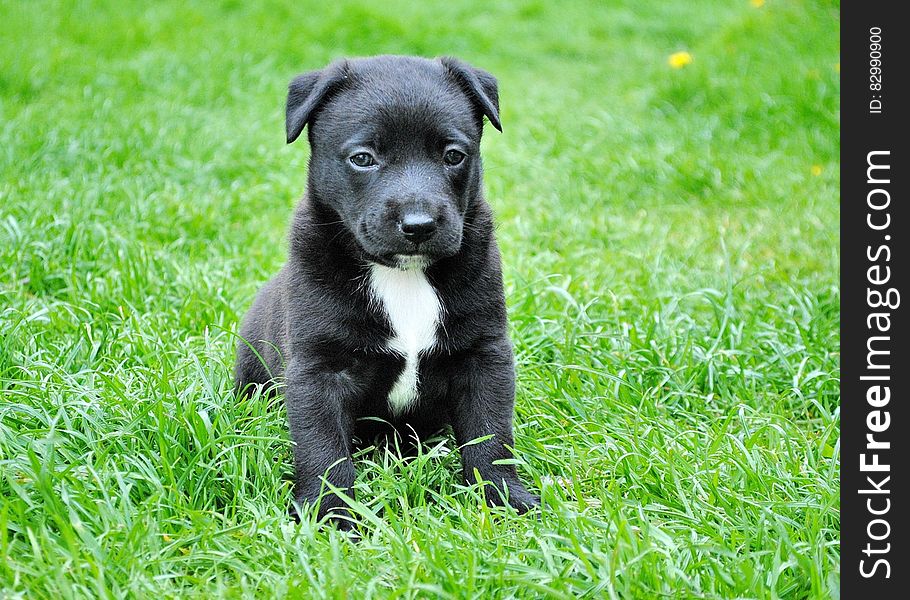 Black and White Short Coated Puppy Sitting on Green Grass