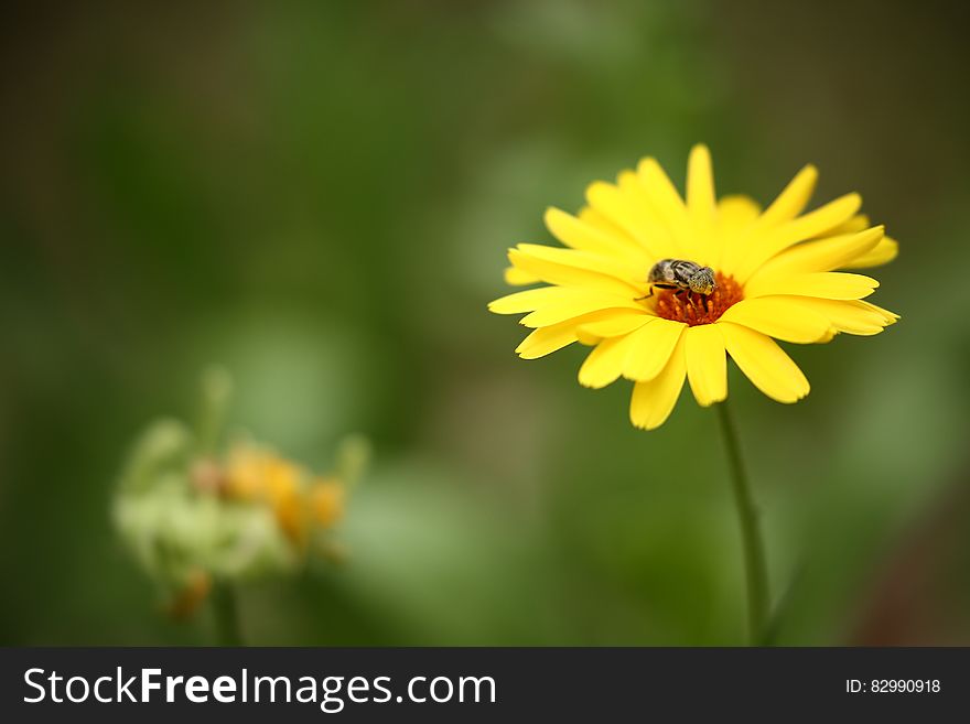 Brown Insect on Yellow Multi Petaled Flower in Macro Shot Photography