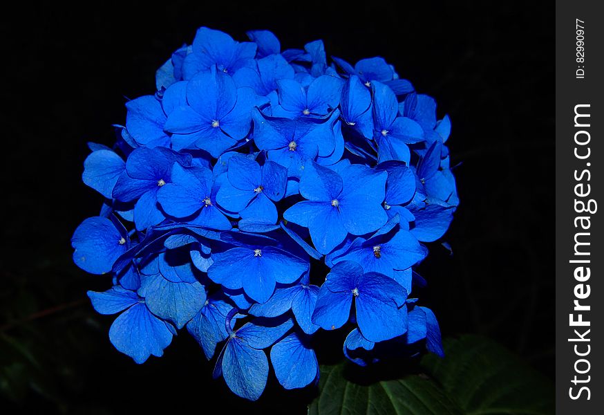 Close up of blue flower on black background.