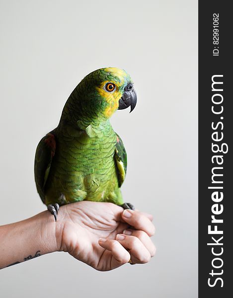 Portrait of green parrot perched on hand indoors. Portrait of green parrot perched on hand indoors.