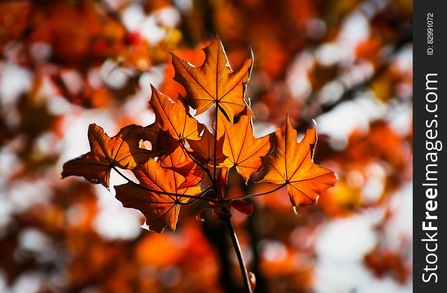 Orange And Brown Leaf