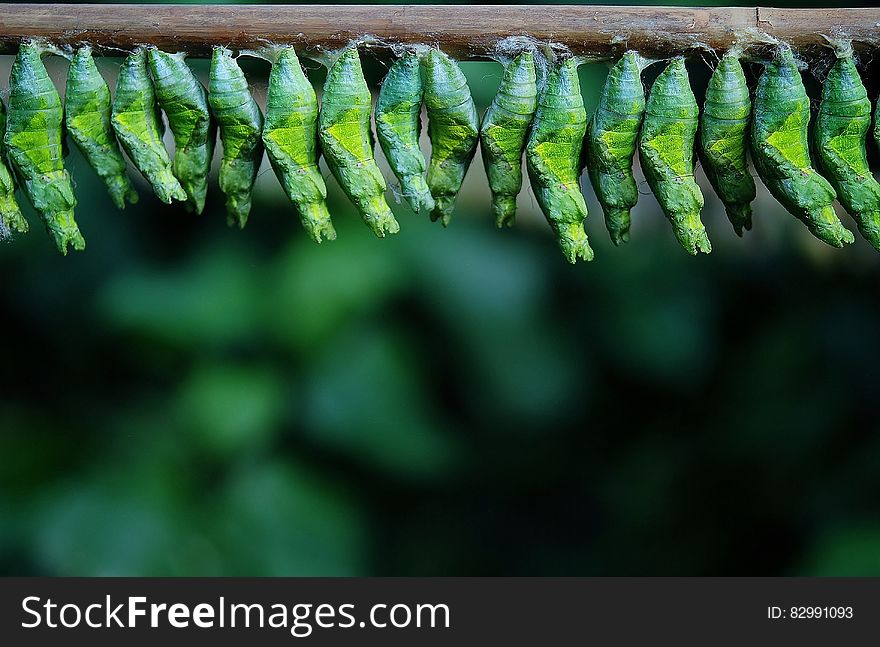 Green Cocoons on Tree Branch
