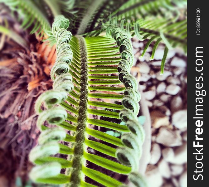 Green Plant Above Pebbles