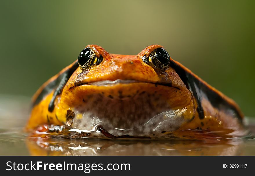 Orange and Black Frog
