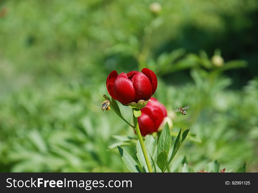 Focused Photography of a Red Petaled Flower With Bees Flying Near It