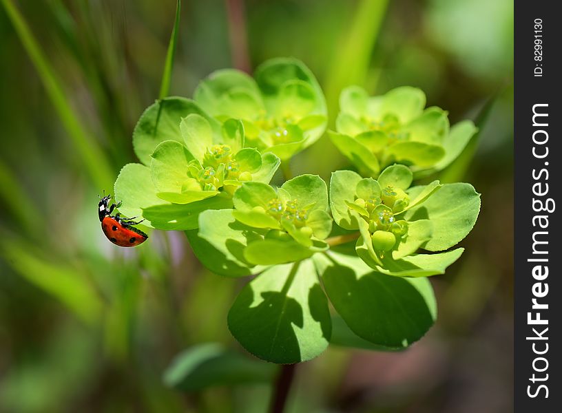 Red and Black Bug on Green Leaved Plant