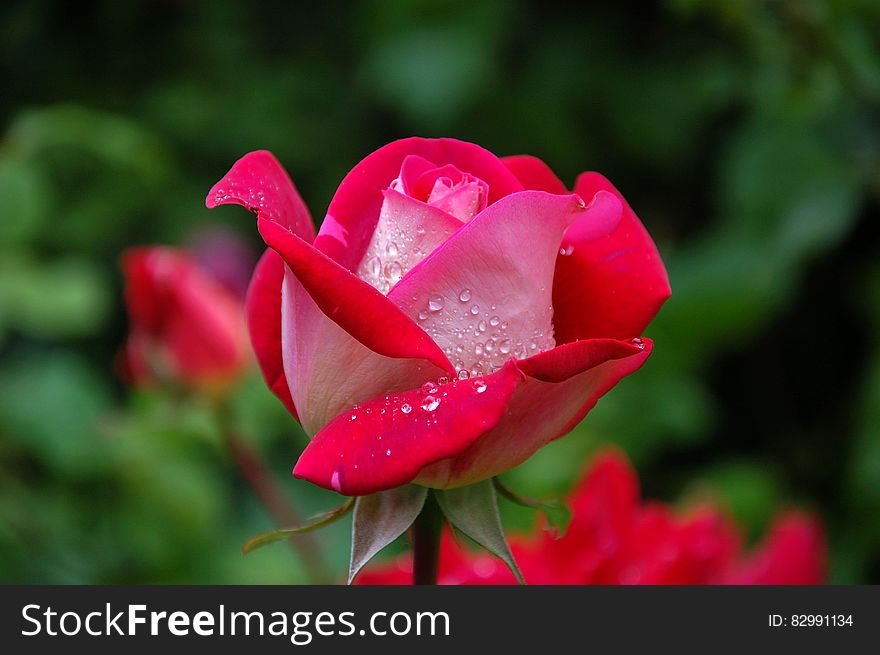 Close Photography of Red and Pink Rose