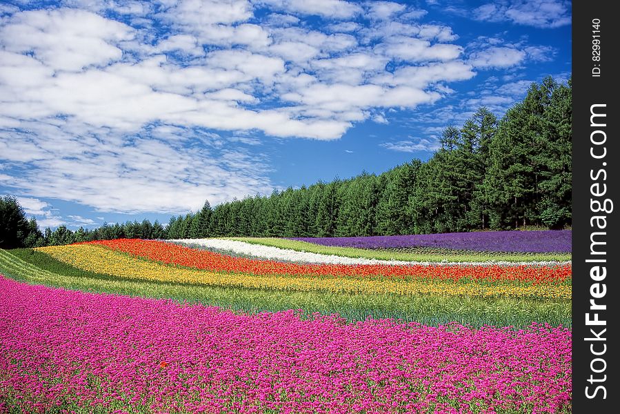 Red Yellow and Orange Flower Field