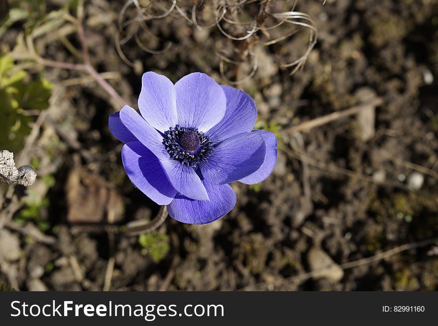 Close up of purple flower in sunny garden. Close up of purple flower in sunny garden.