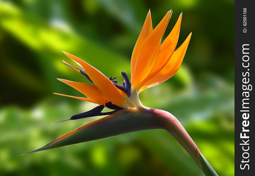 Macro Photography of Orange Flower