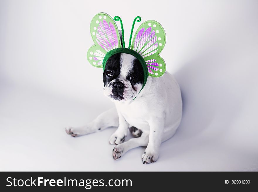 White and Black Short Coat Small Dog Wearing a Green Butterfly Head Band