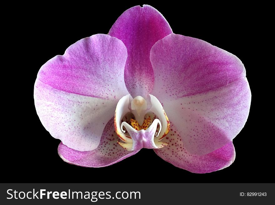 Purple and White Orchid Flower