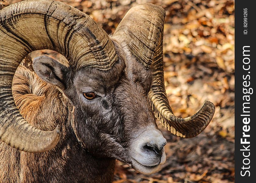 Black and Brown Ram Animal