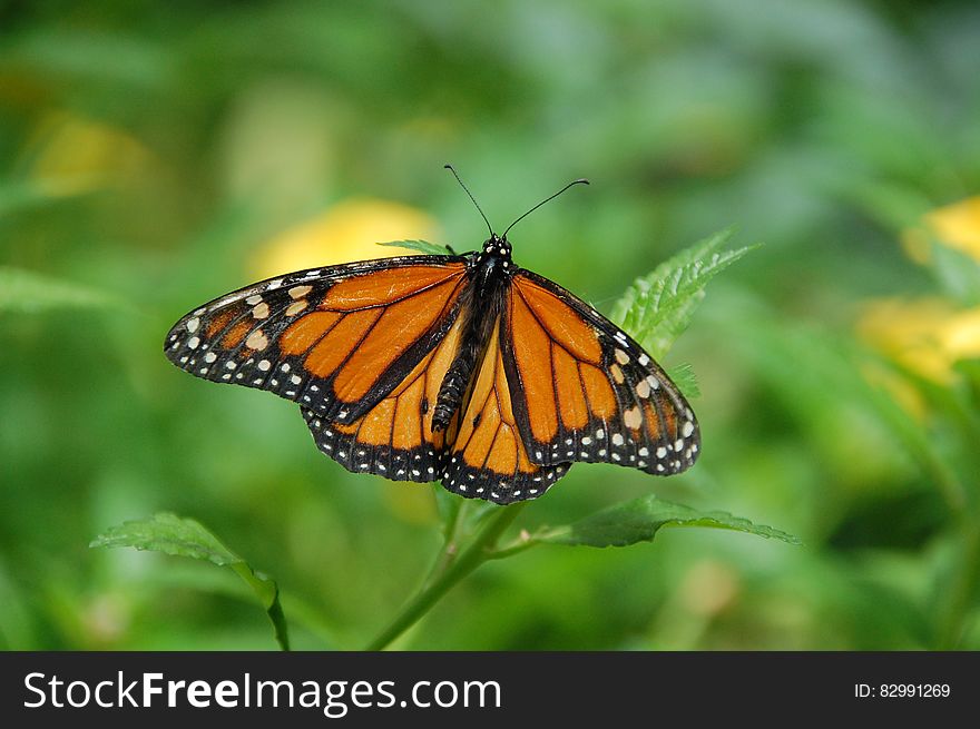 Brown Black White Butterfly on Green Leaf Plant