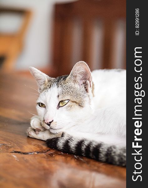 White And Black Cat Lying On Brown Wooden Table