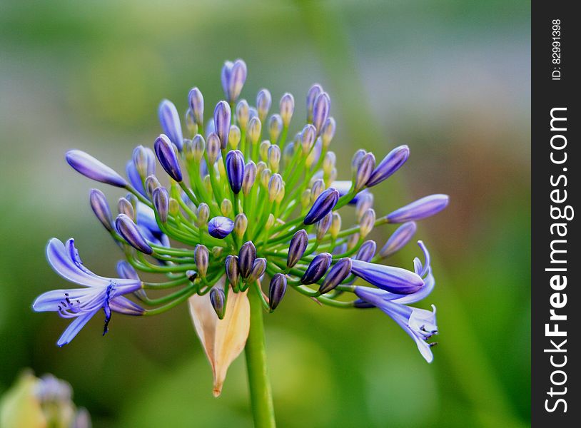 Green Yellow and Purple Cluster Petaled Flower