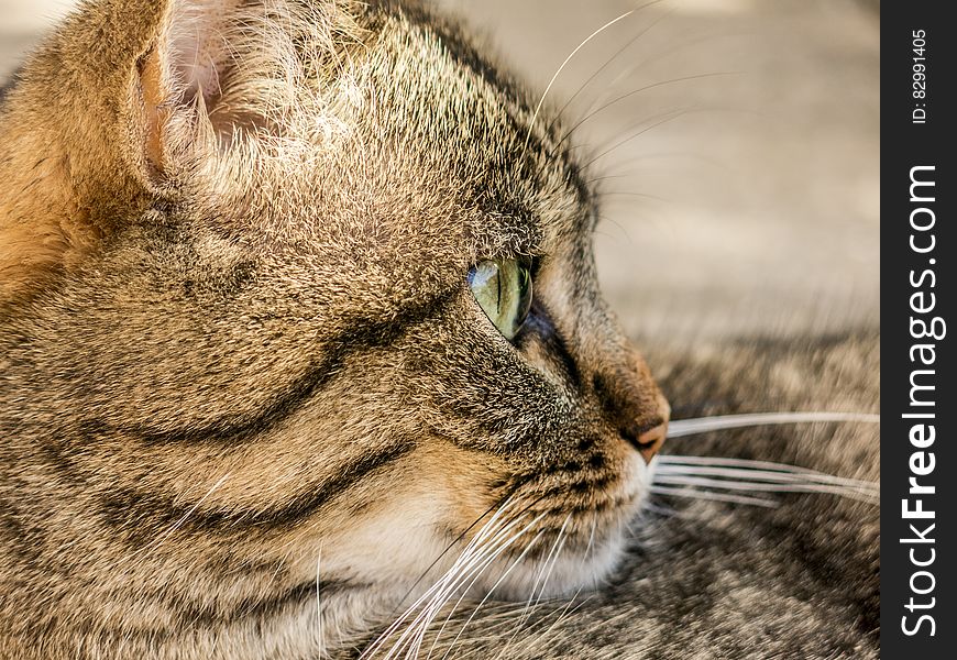 Brown And Black Short Coat Cat