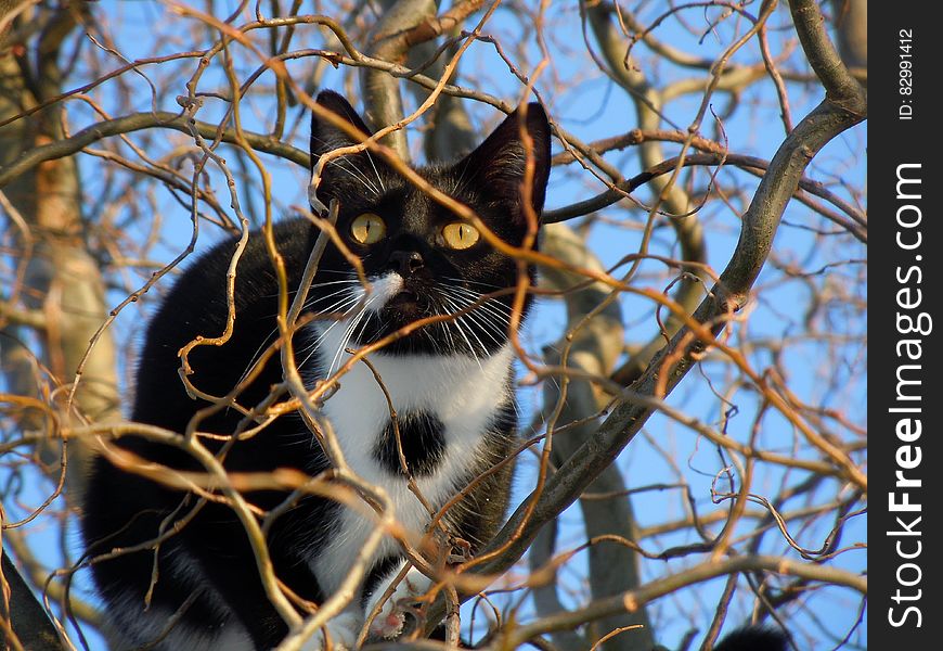 Black and White Cat in a Tree