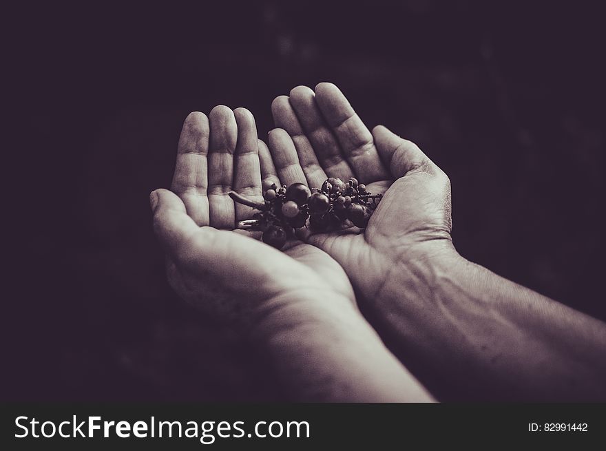 Close up of hands holding grapes in open palms in black and white.