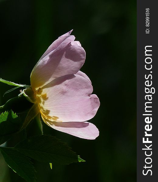 Pink Petaled Flower Blooming at Daytime