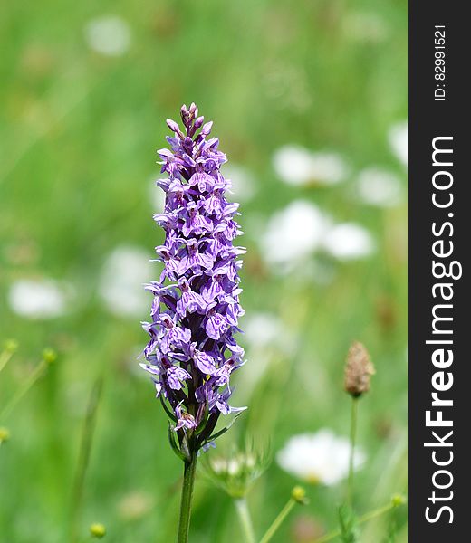 Purple Flowers Close Up Photo Graph