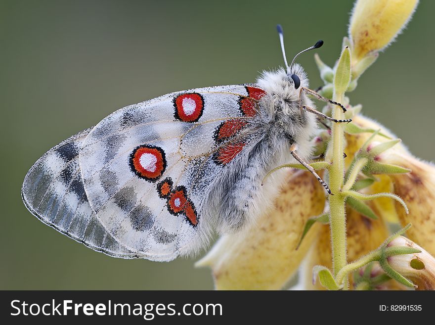 White Red and Black Butterfly on Yellow Flower