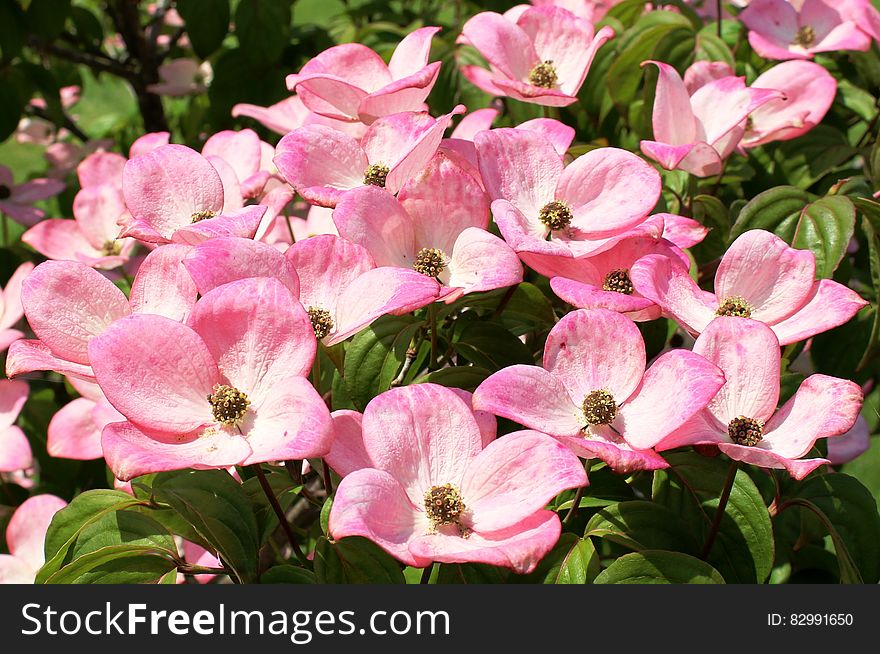 Pink Flowers Field