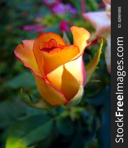 Closeup of beautiful yellow rose with petals tipped with red and pink , selective focus, background green blur. Closeup of beautiful yellow rose with petals tipped with red and pink , selective focus, background green blur.