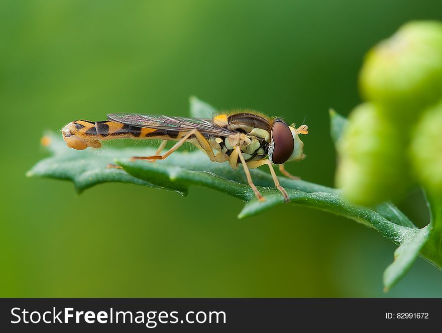 Brown and Yellow Robber Fly Perched on Green Leaf during Daytime