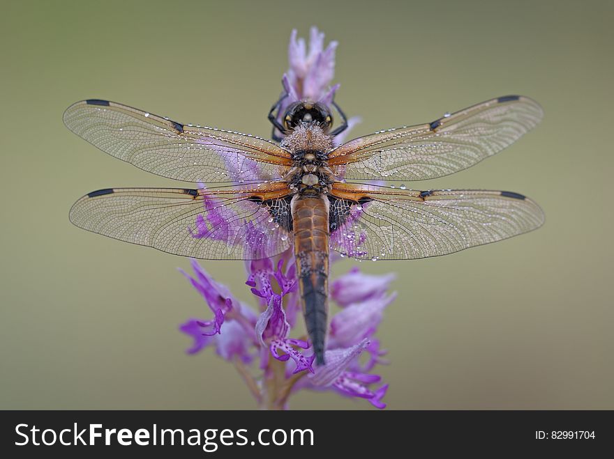 Black and Brown Dragonfly on Purple and Pink Flowers