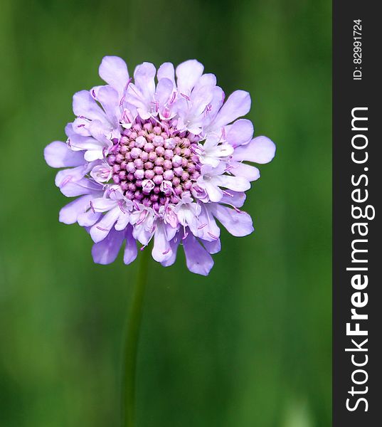 Purple Multi Petal Flower